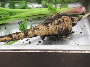 IMG_6868 Fresh Parsnips