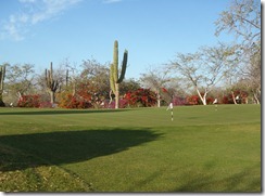 Los Cabos Golf Club flora Cabo Mexico RBuchanan photo