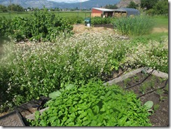 RBuchanan - Vinegar Works at Valentine Farm IMG_7451