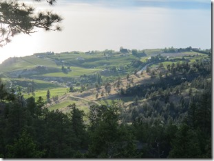 RBuchanan vineyards in my view 2 IMG_8168