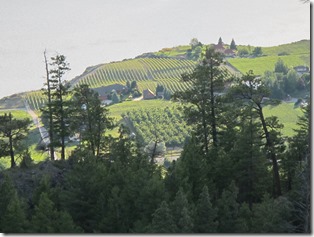 RBuchanan vineyards in my view IMG_8166